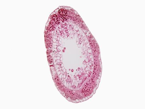 Female Cross Section
