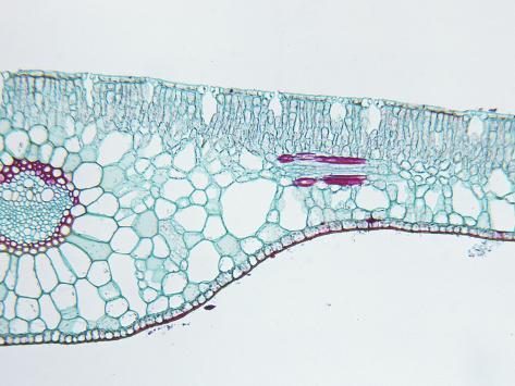 biodisc-cross-section-of-a-pondweed-potamogeton-hydrophytic-monocot-leaf-lm-x30.jpg