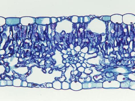 leaf monocot