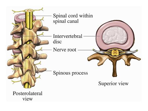 Human Spine Vertebrae