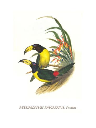 Lettered Aracari