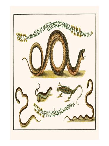 Southern Smooth Snake
