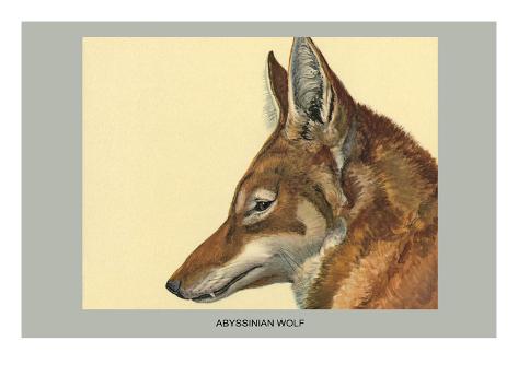 Abyssinian Wolf