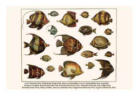 Brown Surgeonfish