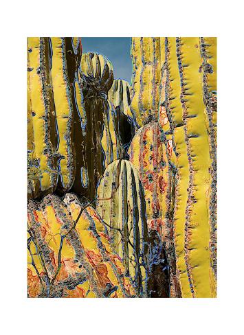 San Jose Cactus