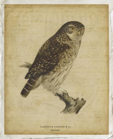Vintage Owl Art 66