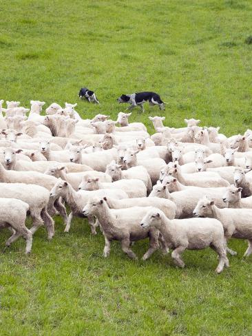 Sheep Dogs, the Wool Shed, Wairarapa, New Zealand Photographic Print ...