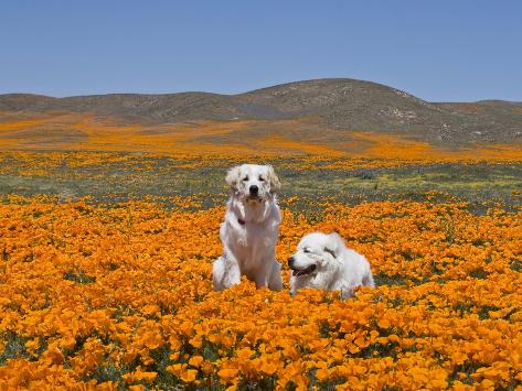 Antelope valley wild animals