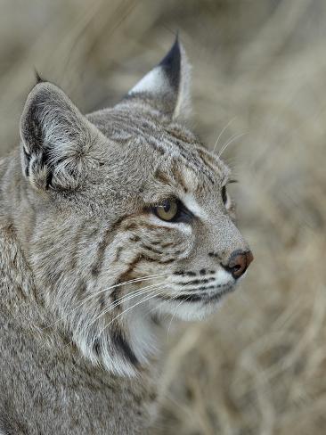  - james-hager-bobcat-lynx-rufus-living-desert-zoo-and-gardens-state-park-new-mexico-usa-north-america