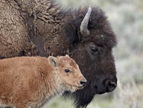  - james-hager-bison-bison-bison-calf-in-front-of-its-mother-yellowstone-national-park-wyoming-usa