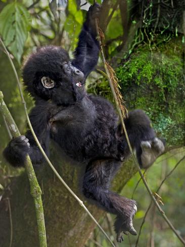 Gorilla Hanging Gorilla Hanging
