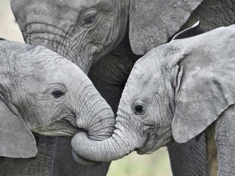 african-elephant-calves-loxodonta-africa