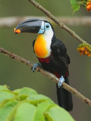 A Channel Billed Toucan, Ramphastos Vitellinus, Eating ...