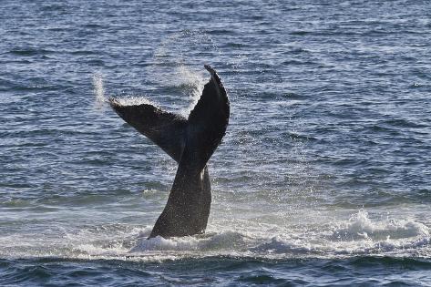 Adult blue whale