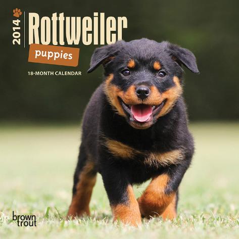 Miniature Rottweiler Puppies