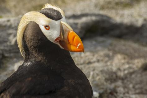 tufted puffin bird oregon coast aquarium newport oregon tufted puffin bird oregon coast aquarium newport oregon