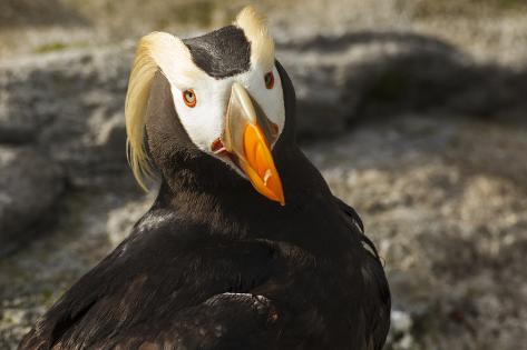 tufted puffin bird oregon coast aquarium newport oregon tufted puffin bird oregon coast aquarium newport oregon