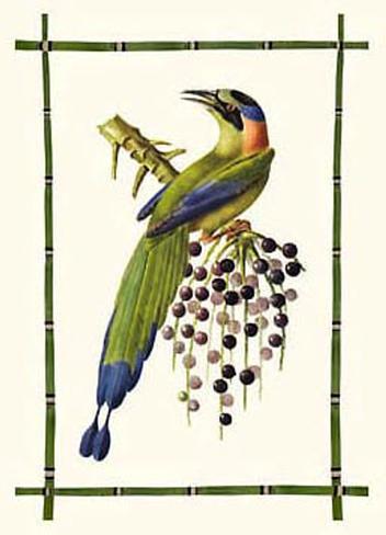 Rain Forest Toucan II Art Print. Don't see what you like?352 Rain Forest Toucan II Art Print. Don't see what you like?352