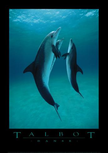 bob-talbot-danse-des-dauphins.jpg