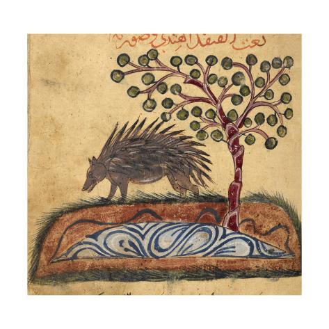 aristotle-ibn-bakhtishu-indian-hedgehog.