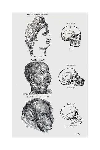 stewart-stewart-1854-nott-gliddon-racist-anthropology-2.jpg