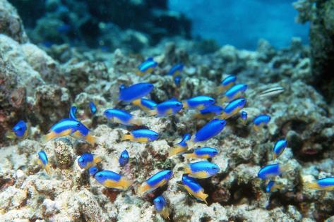 Neon Damselfish Shoal graphic Print by Geor te #2: geor te douwma neon damselfish shoal Neon Damselfish Shoal graphic Print by Geor te #2: geor te douwma neon damselfish shoal