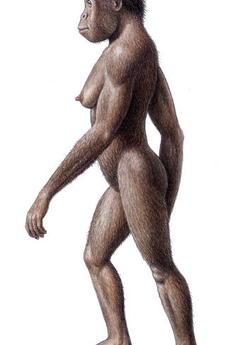 mauricio-anton-female-australopithecus-a
