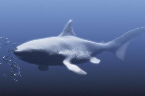 Megalodon Prehistoric Shark Photographic Print by Christian Darkin at AllPosters.com