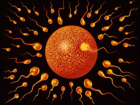 Maria asian porn torrent uncensored Sperm fertilising egg