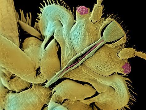 Bed Bug, SEM Reproduction photographique par Volker Steger sur ...