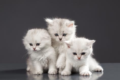 ph-ok-white-persian-pussy-cats-over-black-background.jpg