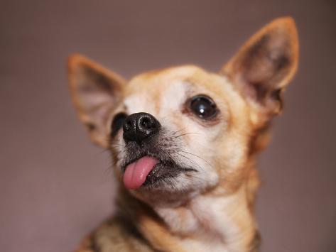 graphicphoto-a-cute-chihuahua-with-his-tongue-hanging-out.jpg