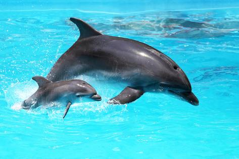 Dolphin time (hora del delfín)
