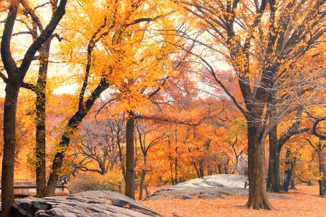 http://imgc.allpostersimages.com/images/P-473-488-90/76/7620/ZJVF300Z/posters/sabine-jacobs-foggy-october-afternoon-in-central-park-manhattan-new-york-cit.jpg