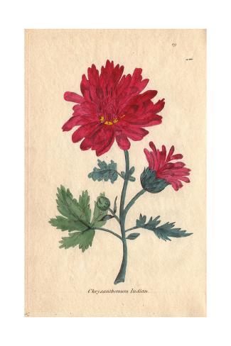 Indian Chrysanthemum, Chrysanthemum Indicum Giclee Print at AllPosters 