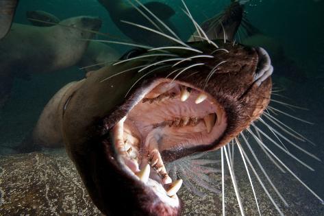 closeup-of-open-steller-sea-lion-mouth-hornby-island-british-columbia-canada.jpg