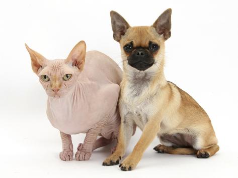 and pug cross chug pug cross chihuahua and sphinx hairless cat photographic print by and pug cross chug pug cross chihuahua and sphinx hairless cat photographic print by