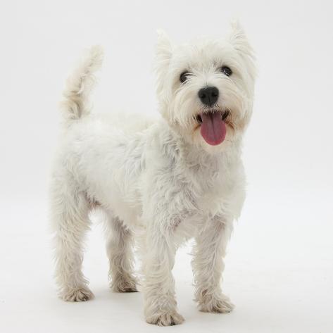 West Highland White Terrier