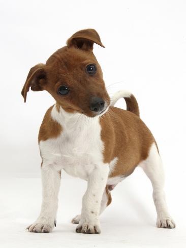 mark-taylor-jack-russell-terrier-x-chihuahua-puppy-nipper-standing-and-looking-quizzical-with-head-tilted.jpg