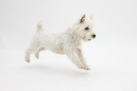 West Highland White Terrier Baby