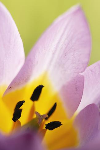 rock tulip tulipa saxatilis up of flower katharo rock tulip tulipa saxatilis up of flower katharo