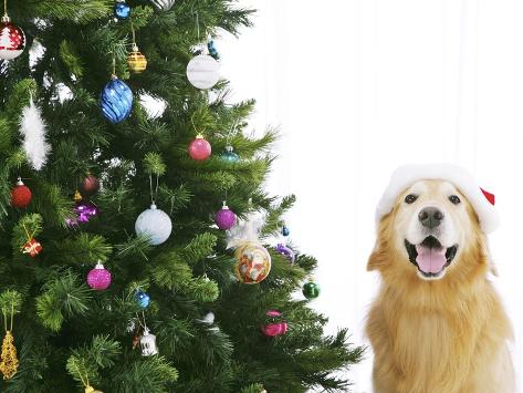 golden retriever tree golden retriever by tree photographic print at allposters golden retriever tree golden retriever by tree photographic print at allposters