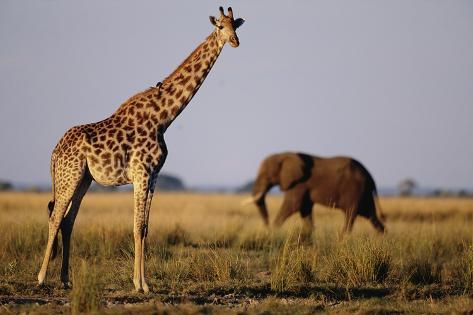 http://imgc.allpostersimages.com/images/P-473-488-90/76/7694/AGA1300Z/posters/paul-souders-giraffe-and-elephant-on-the-savanna.jpg