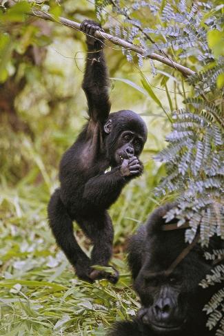gorilla hanging gorilla hanging