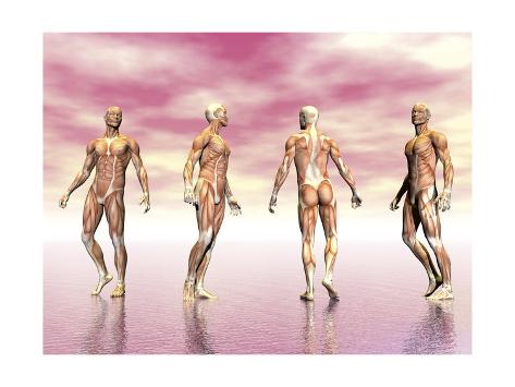muscular system research paper muscular system research paper