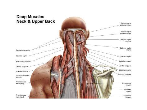 Human Anatomy Showing Deep Muscles in the Neck and Upper Back Poster at