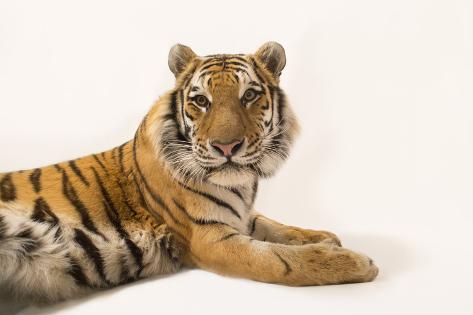 Endangered siberian tiger essay