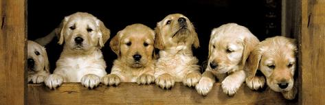 6 Hundewelpen Golden Retriever