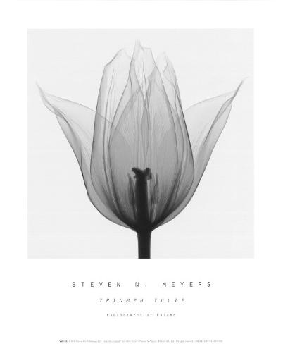 Tulips Art