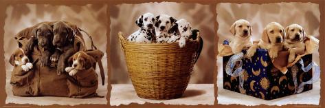Puppy Familie